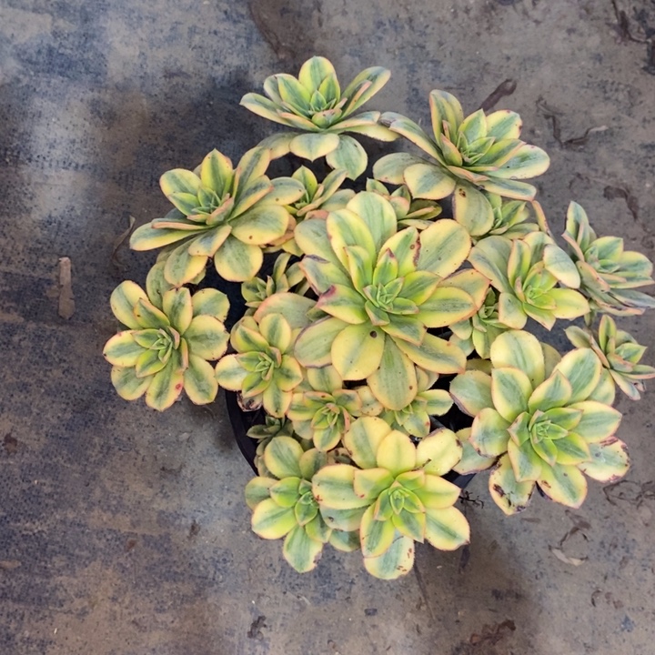 星爆20多肉植物法师法师