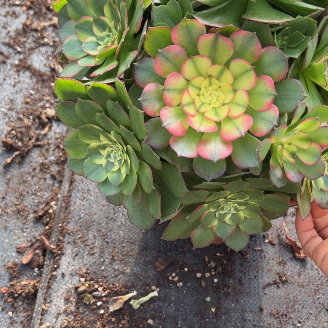 197海王多肉多肉多肉
