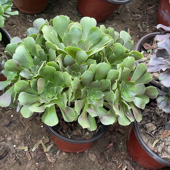 柠檬玫瑰玫瑰玫瑰