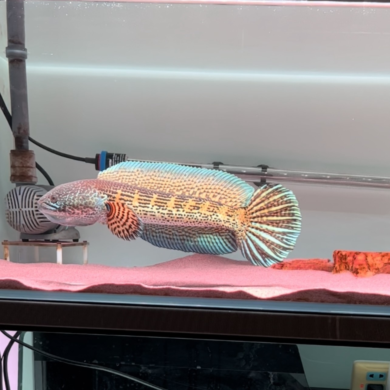 眼镜蛇雷龙鱼淡水易活饲养活物