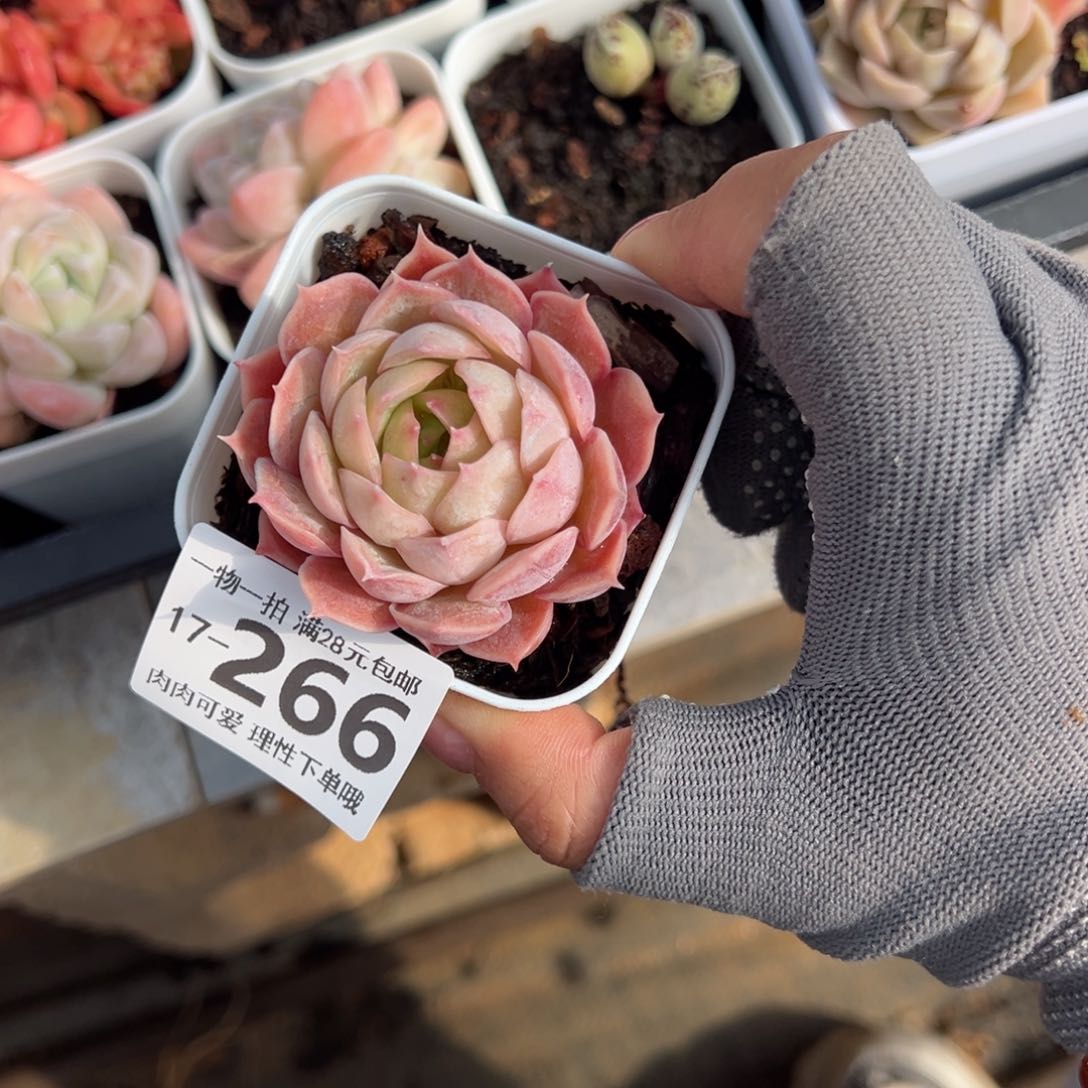 昂斯诺多肉多肉多肉