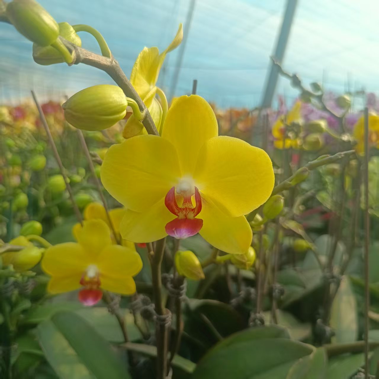 【变异迎春花】梦语花卉 精品蝴蝶兰 家用观赏美观