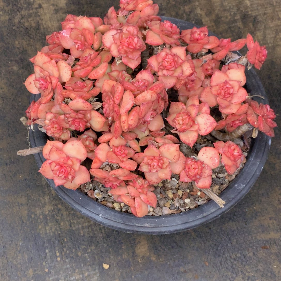 友家多肉一物一拍