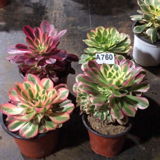 法师多肉植物塞****庄法师760