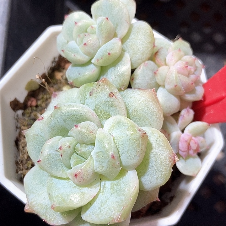 多肉去甜心石化968