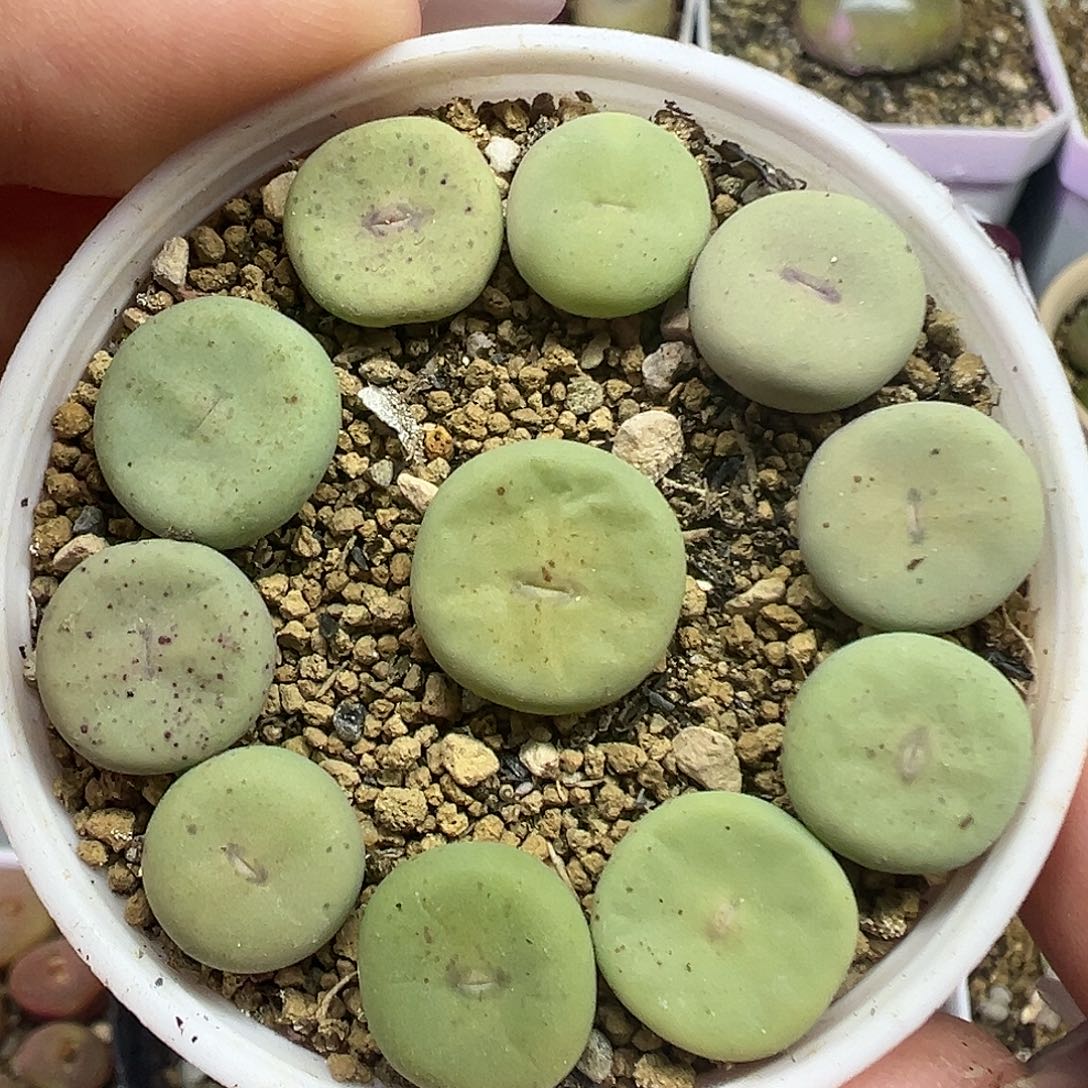 SUB大型红嘴带盆土发货