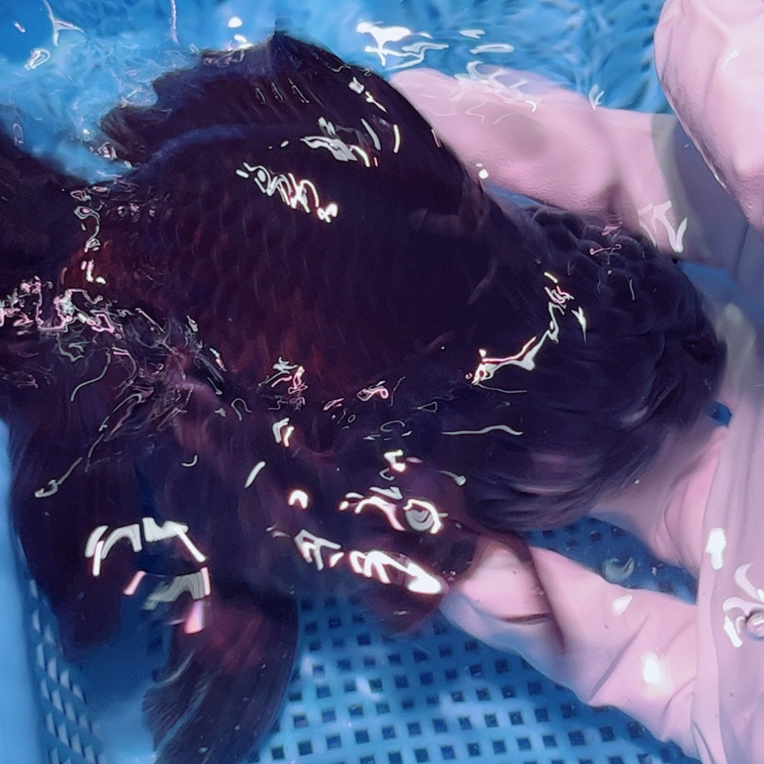 狮头鱼直播间一物一拍