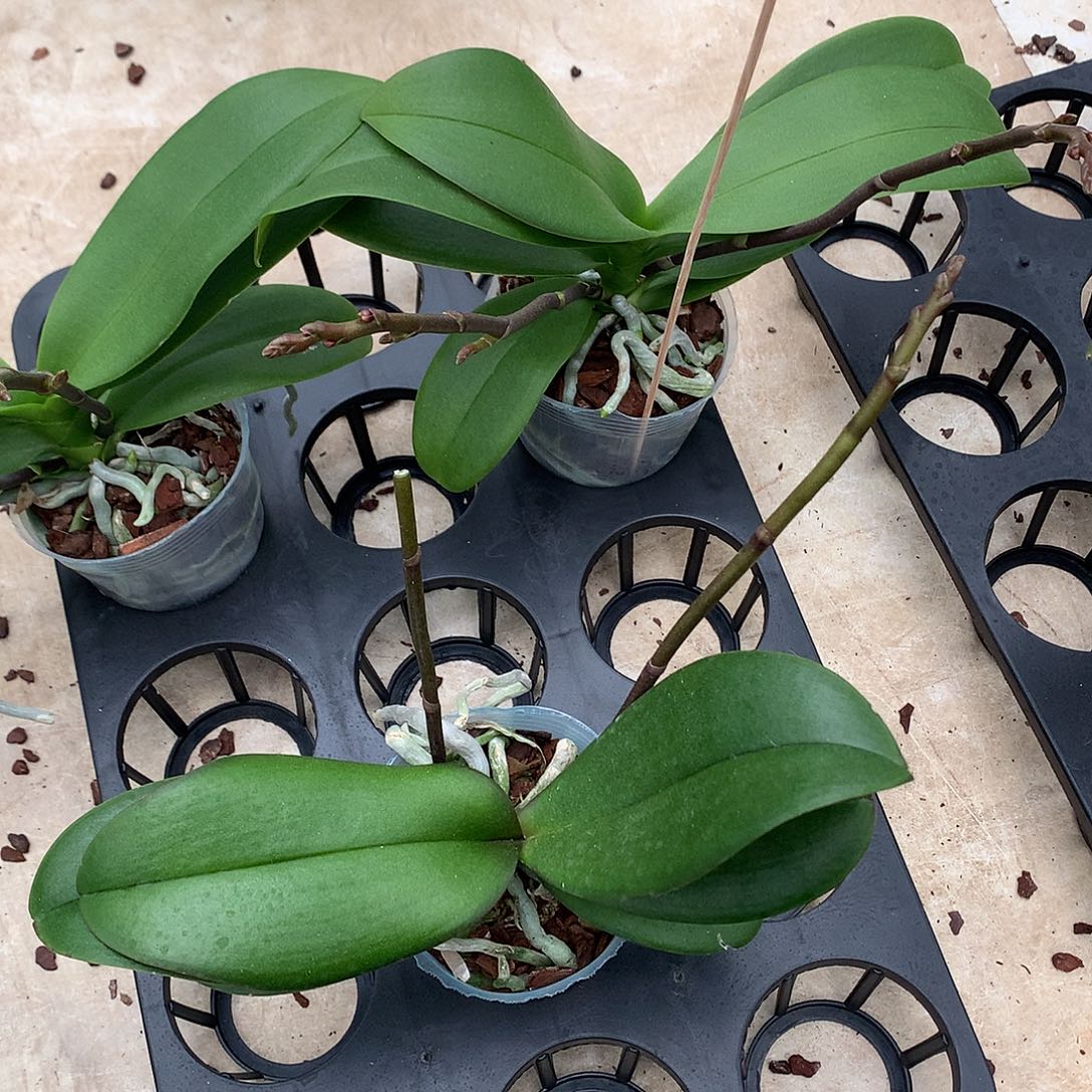 完全开放243-2新品微瑕疵苗