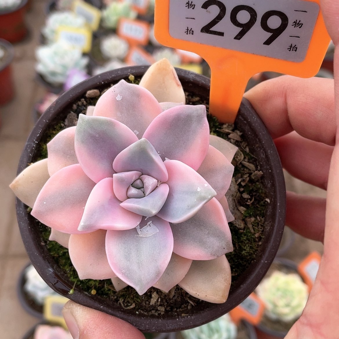 【闪购商品】299紫乐锦