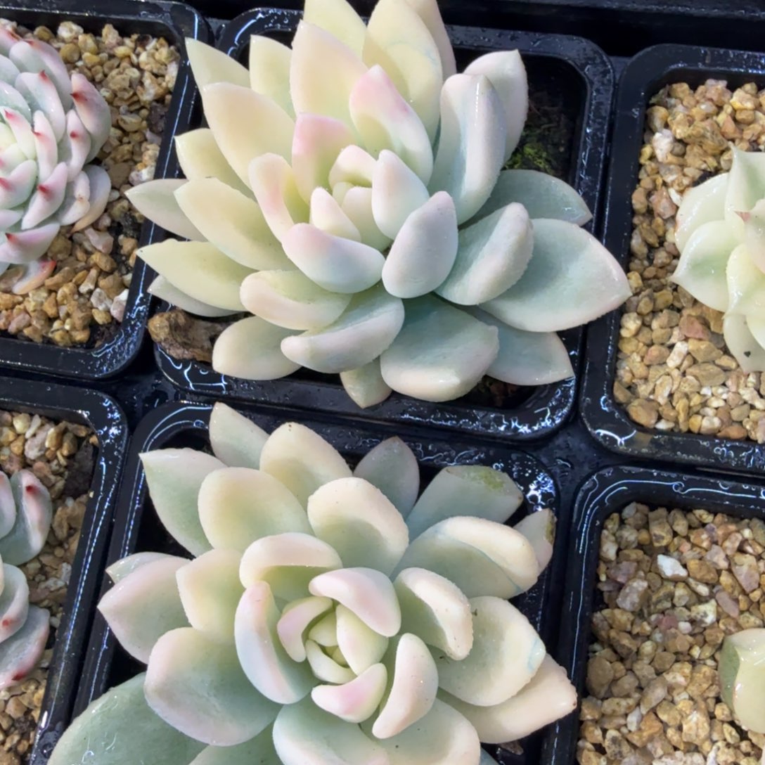 奥普宽锦，多肉锦多肉