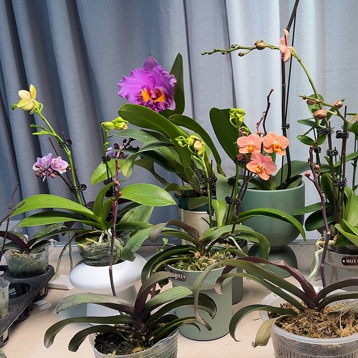 小***渡大部分开放少量花苞309