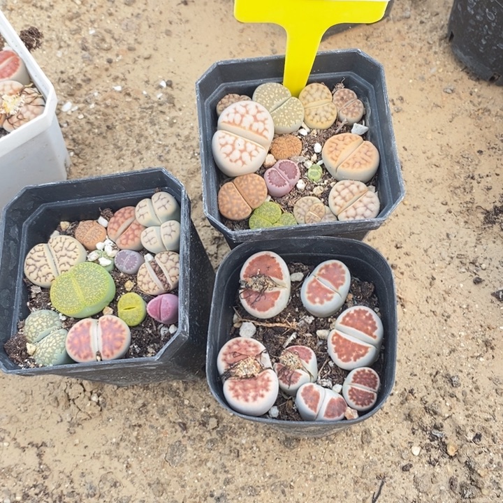 娜****生石花等植物的466