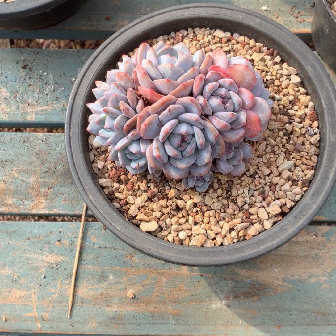 无花朵石榴籽哈哈哈哈哈哈哈哈