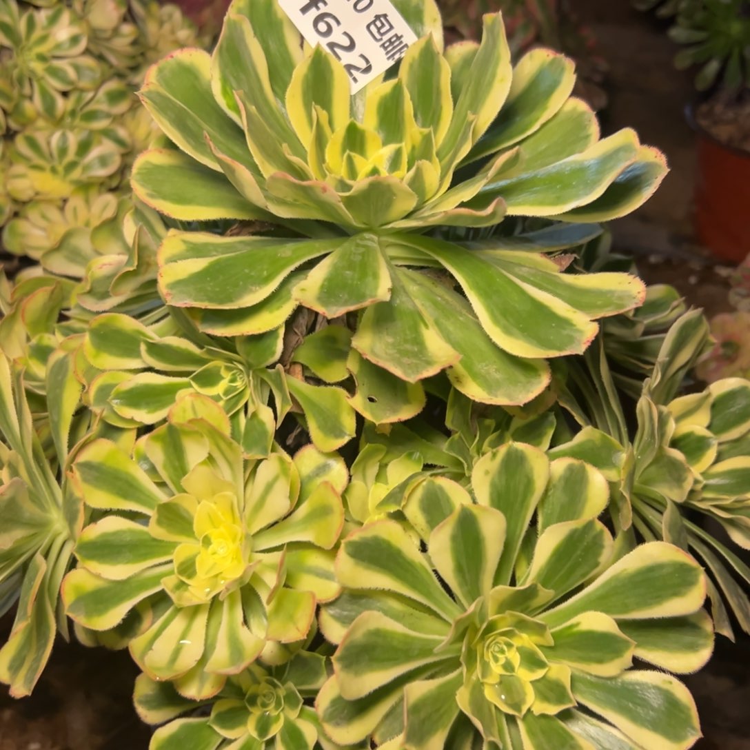 622白兰地满20包邮嘟叮熊