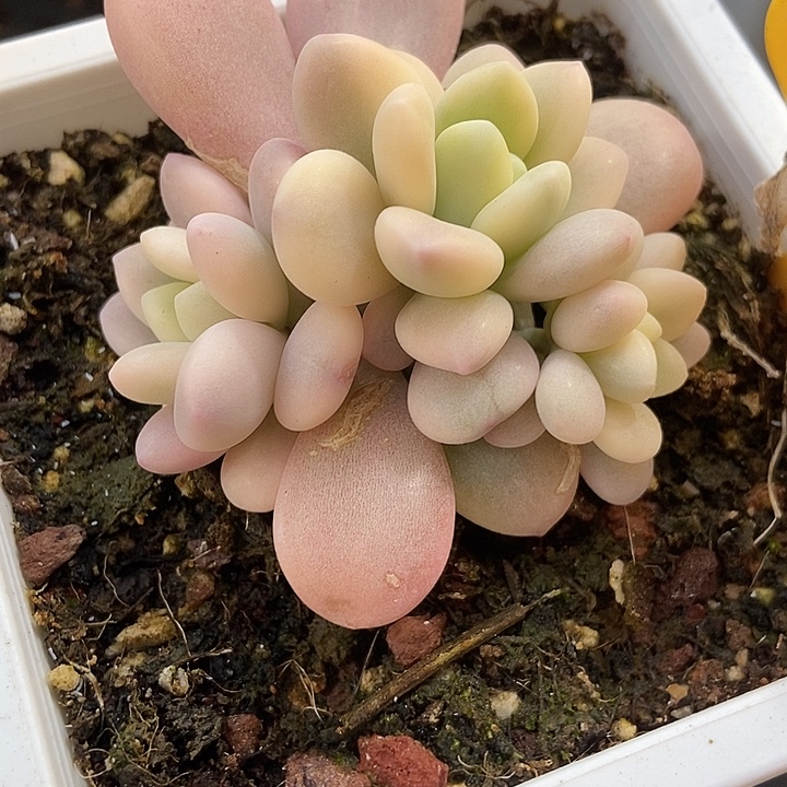 多肉植物洛神锦2100群