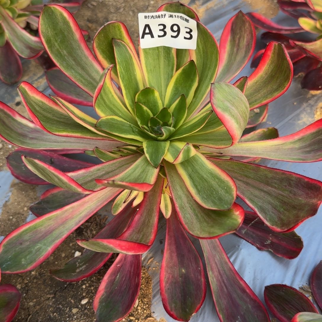 393红魔女多肉植物
