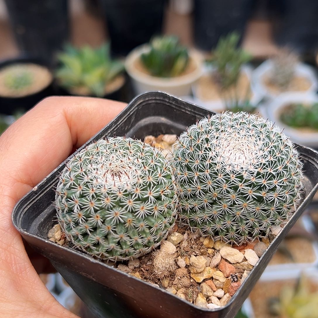 大福丸实生球两颗