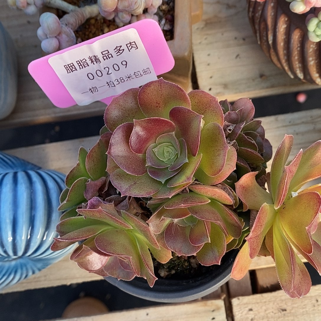 209童老师姐姐咯哦哦我