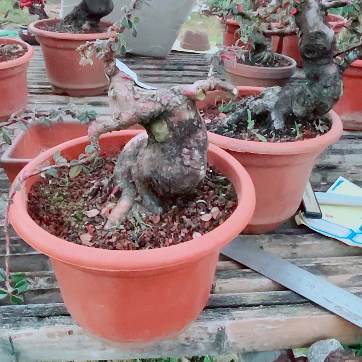 贴***心云南白花荀子不落叶