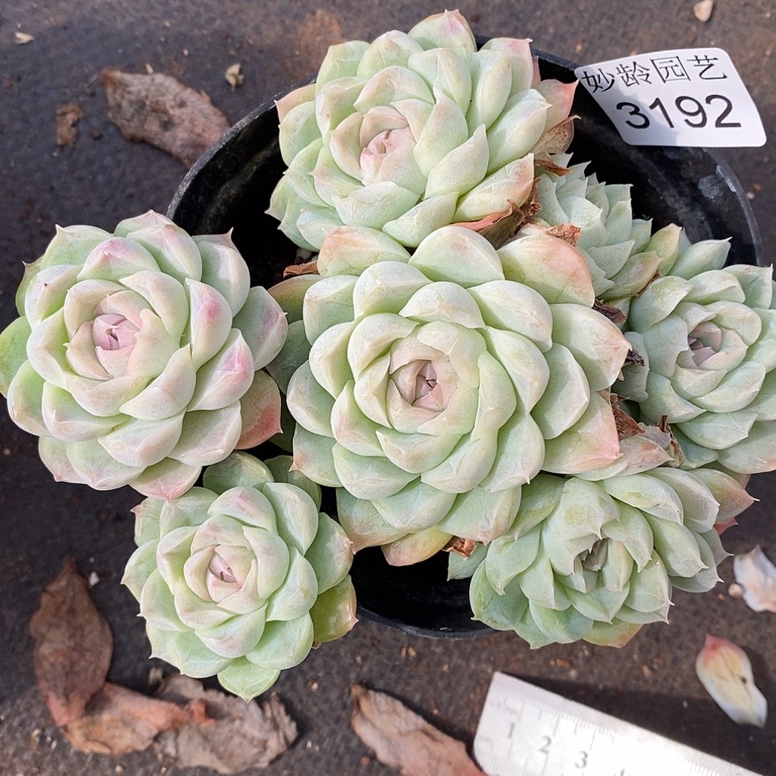 3192杂交老桩基地～13厘米