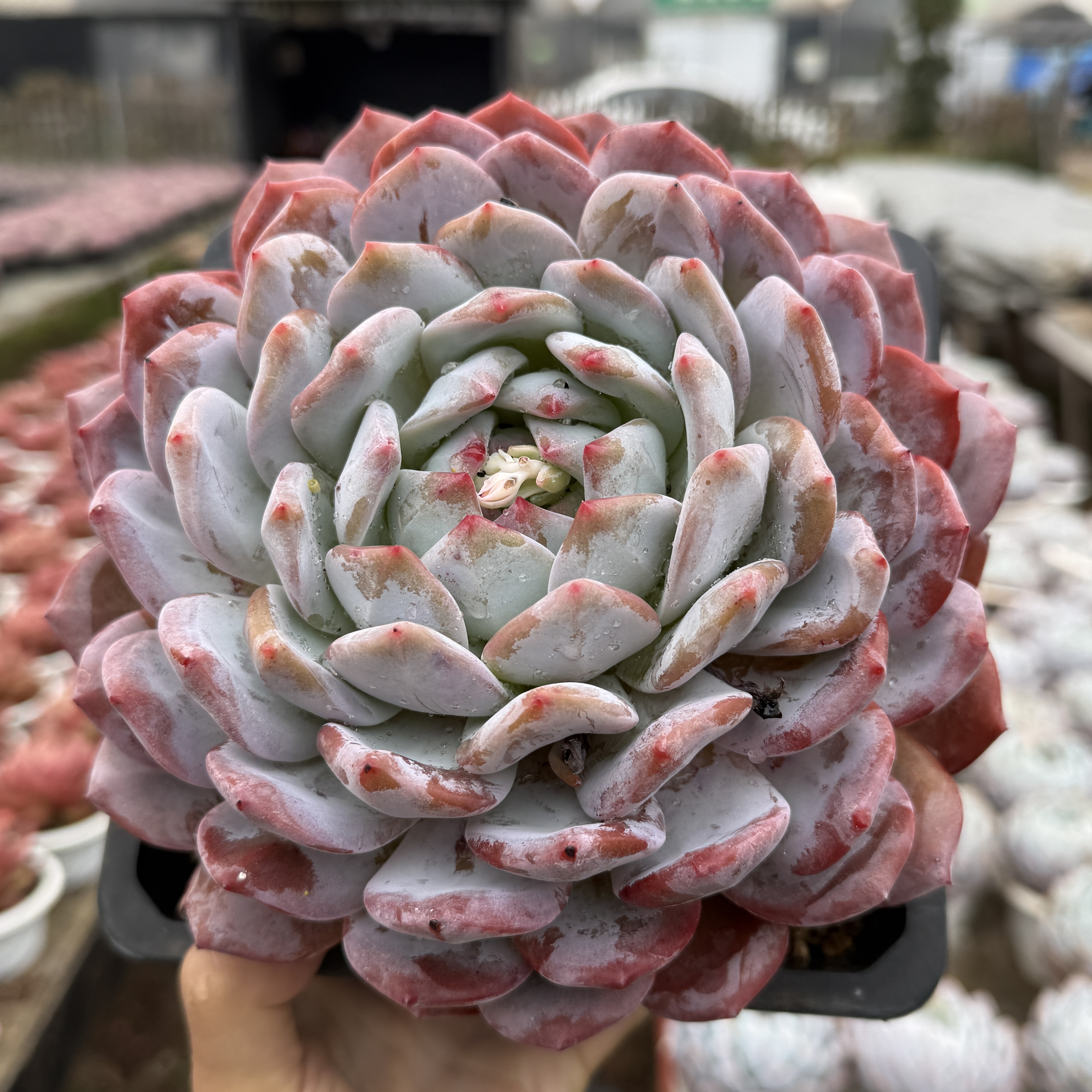 精品橙梦露多肉植物多肉大盆多肉花卉网红多肉盆栽好养好看