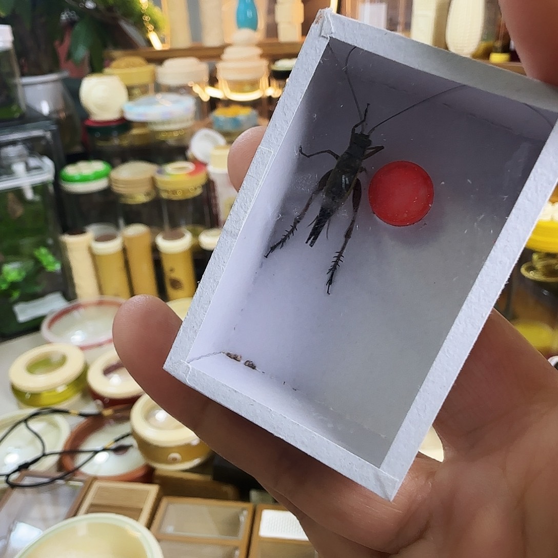 小***免金琥珀补差啊啊啊啊啊啊啊
