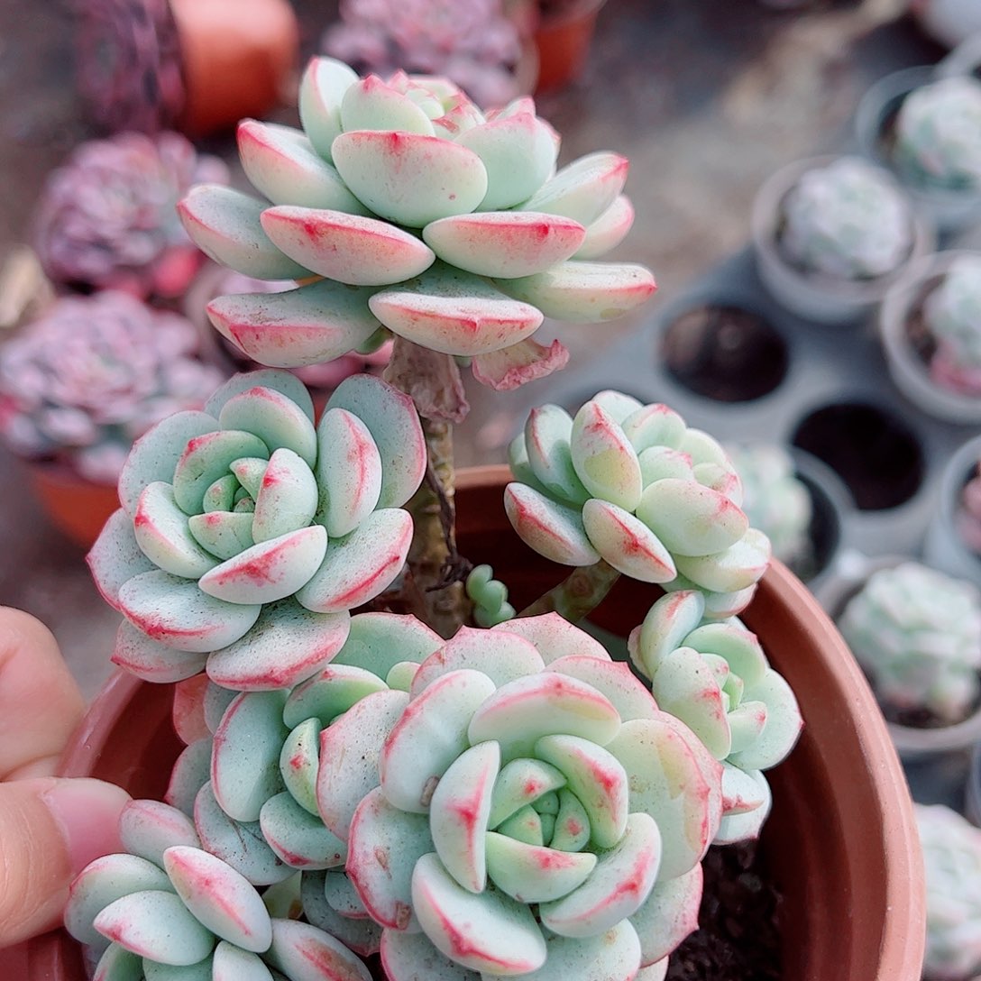 香草多头造型精品二盆