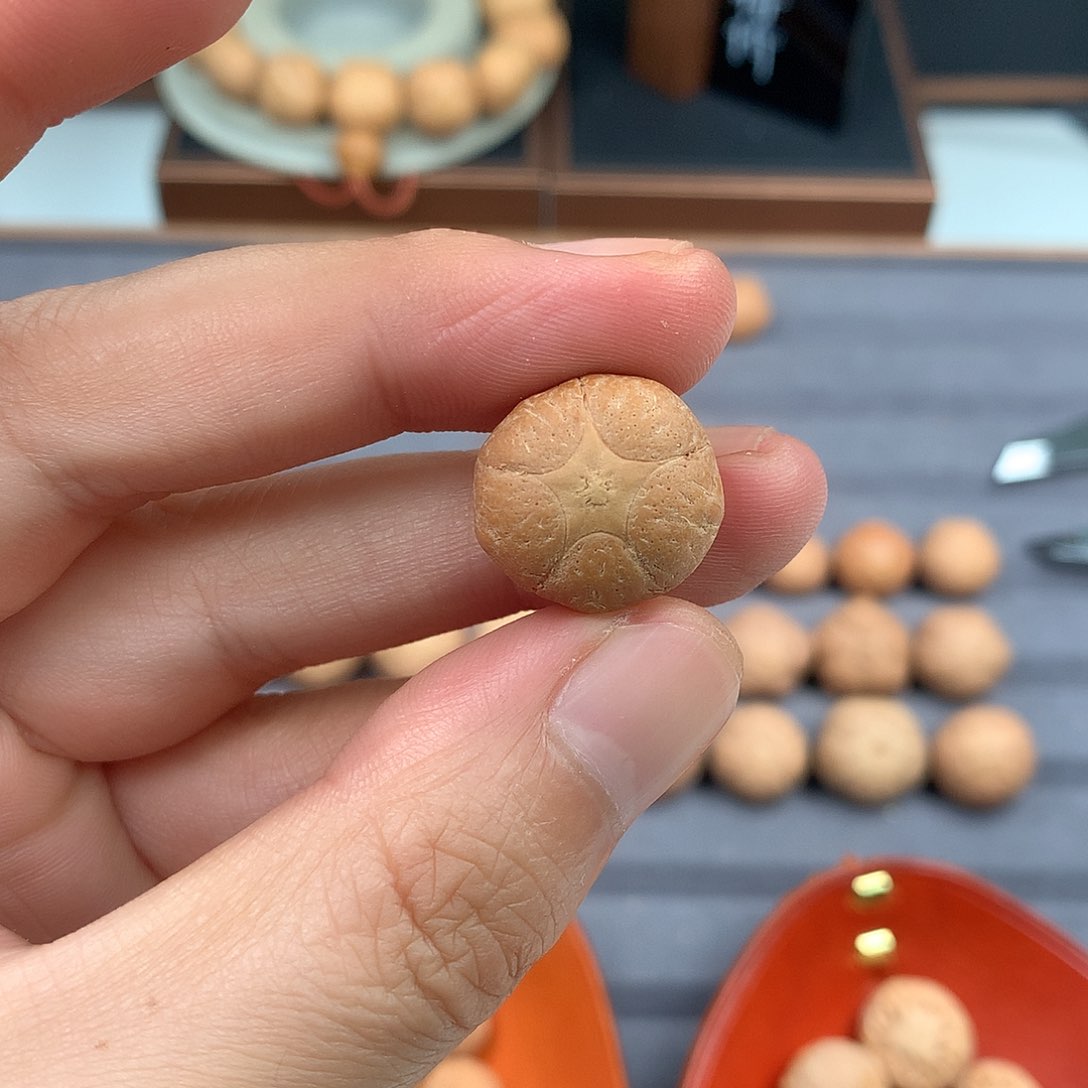 手串凤眼菩提18+五星，非质量问题开孔不退