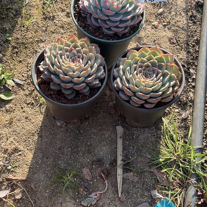 ****⁴多肉植物一物一拍兔兔