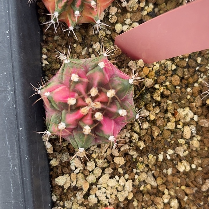 778-0809泰国发货