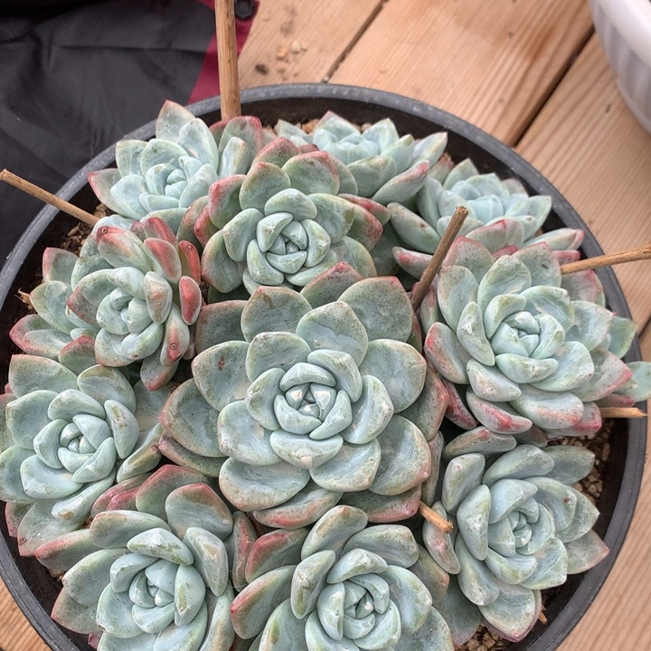冰玉老桩自然群13头