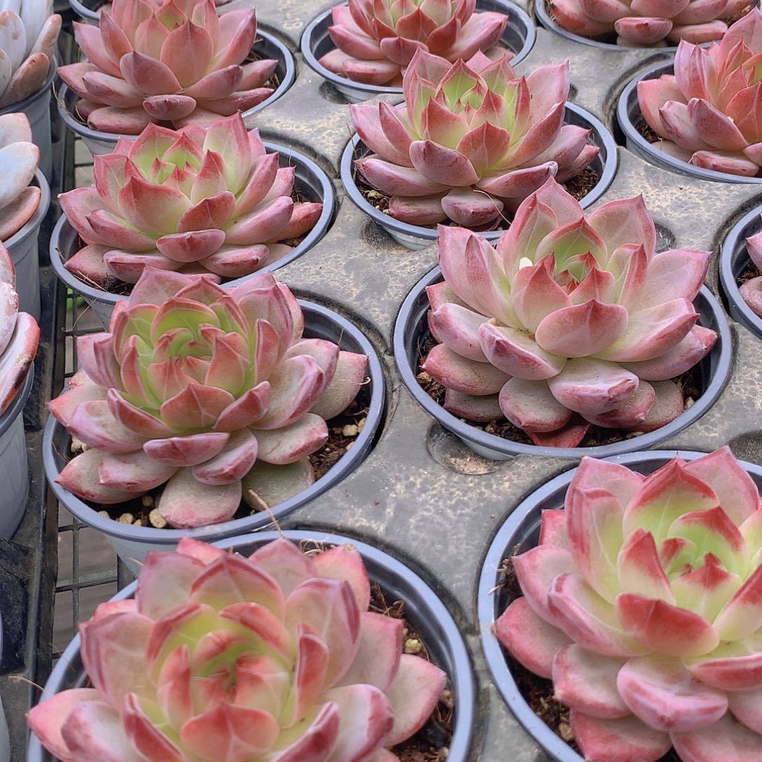 夜魔侠2357889999900