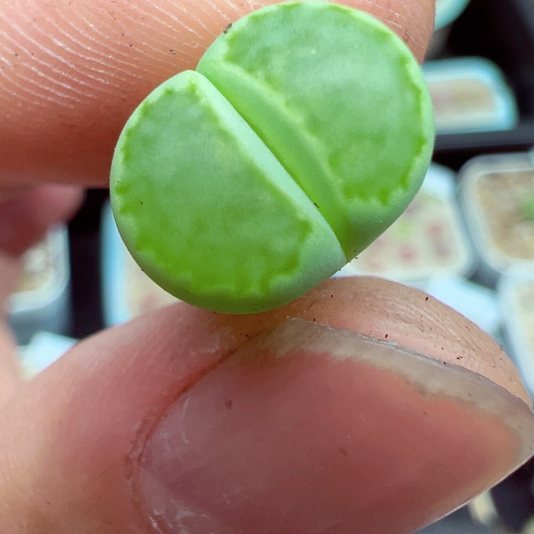 完全开放天***咪优秀的肉肉616-71