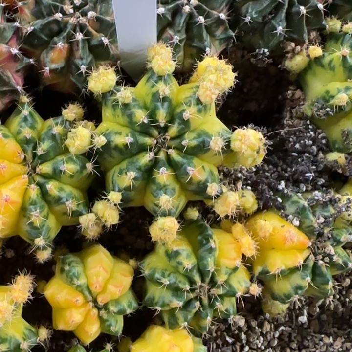 23-0118绿袖子泰国发货多肉