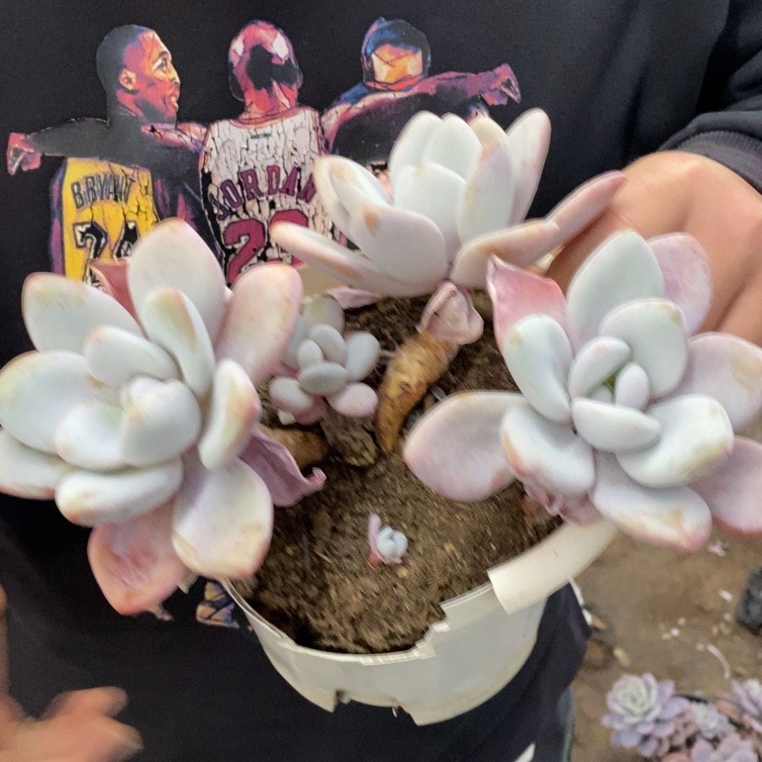 粉兔三头起发老桩，160杯