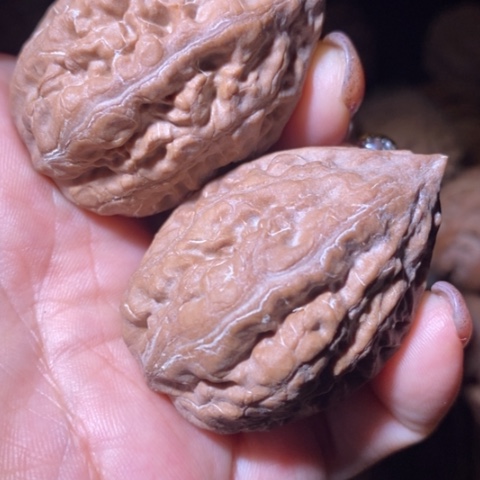 文玩核桃把件东北野生楸子小美12