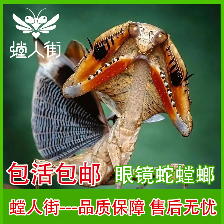【新奇宠物】眼镜蛇枯叶螳螂观赏昆虫指尖宠物懒人套装桌面宠物