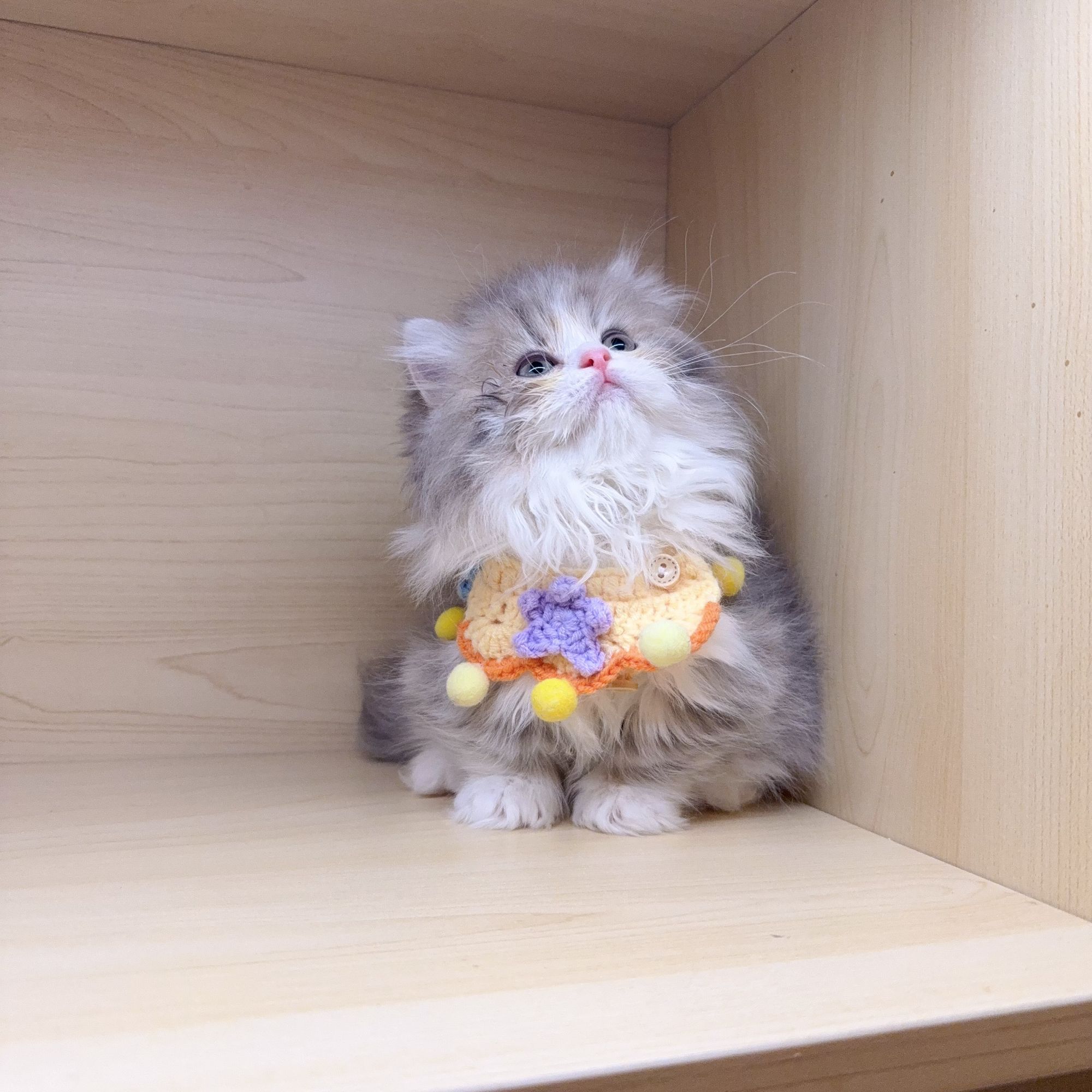 蓝金加白米努特拿破仑