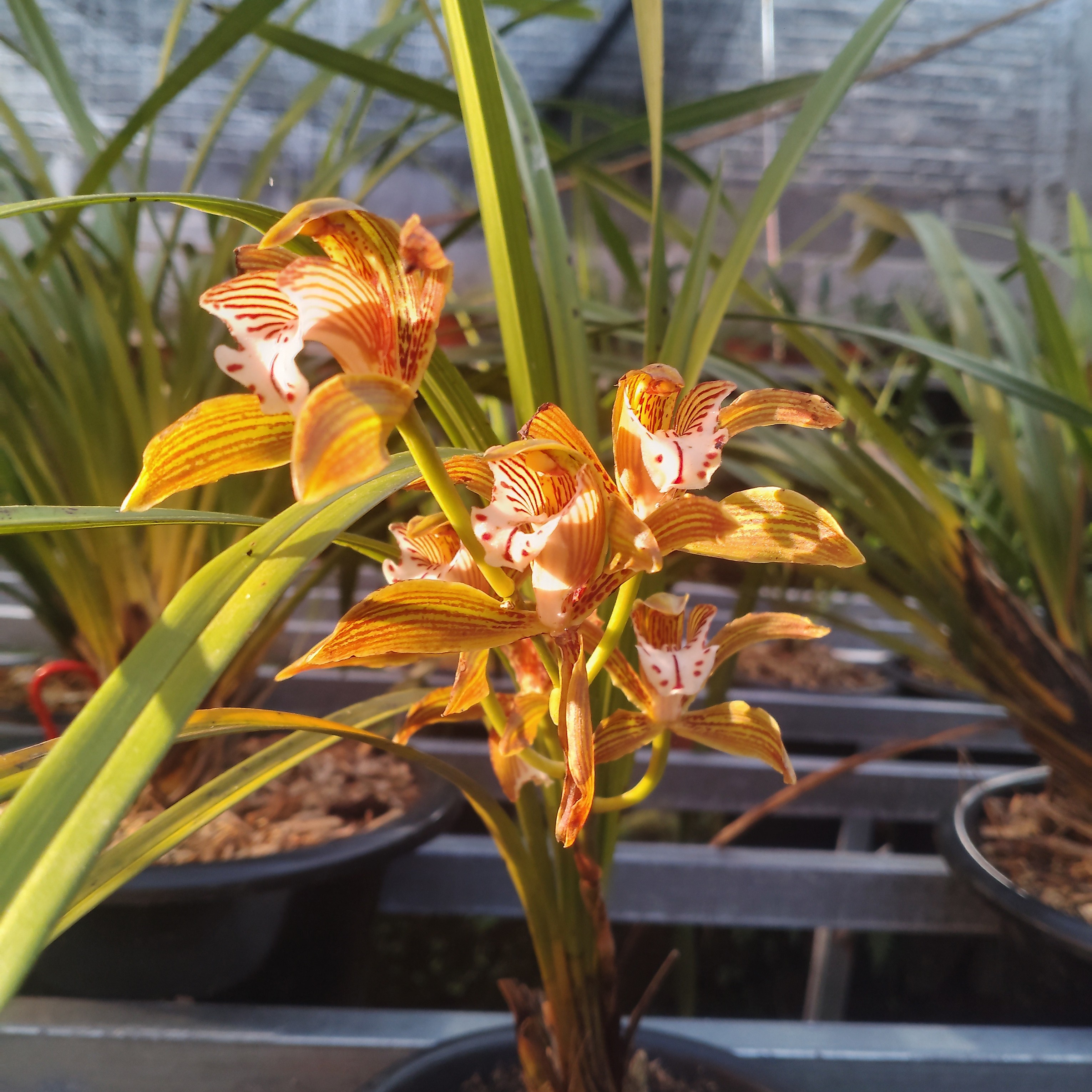 各种花花草草物美价廉