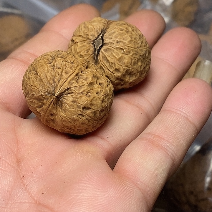 把件文玩核桃云南铁核桃A66