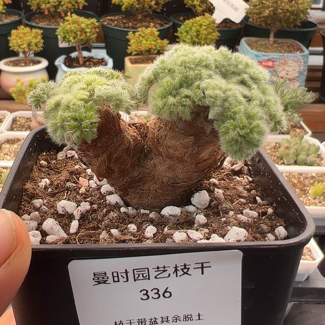 336号羽叶洋奎12.5多肉