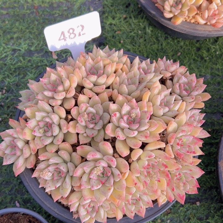 健健康康平平安安