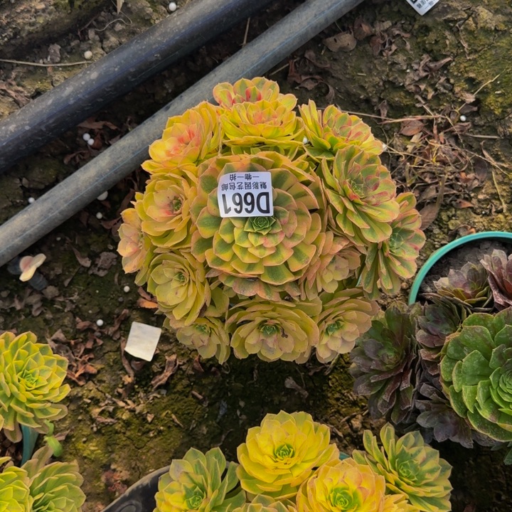 雨荷花30-4包邮花花