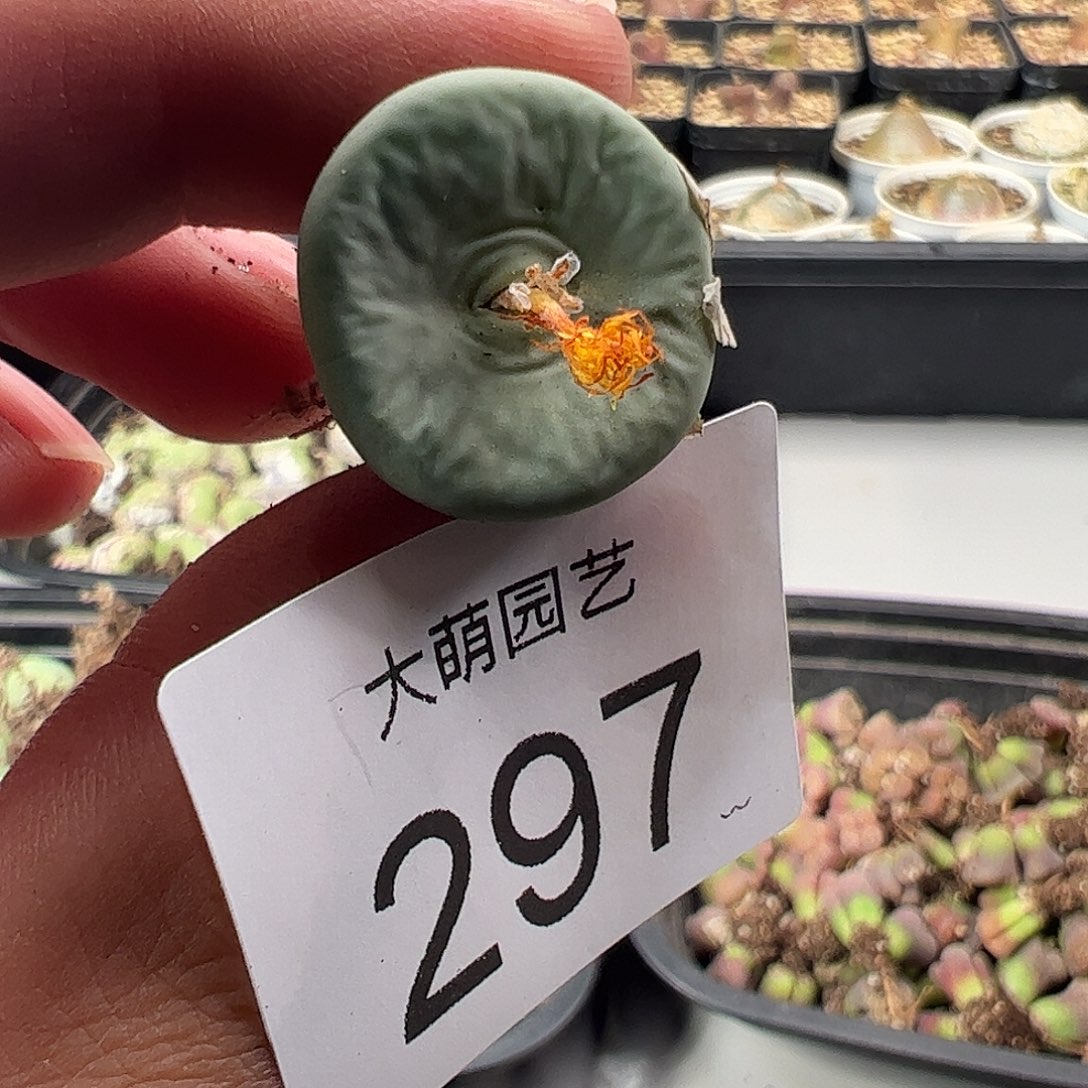 一物一拍。     297