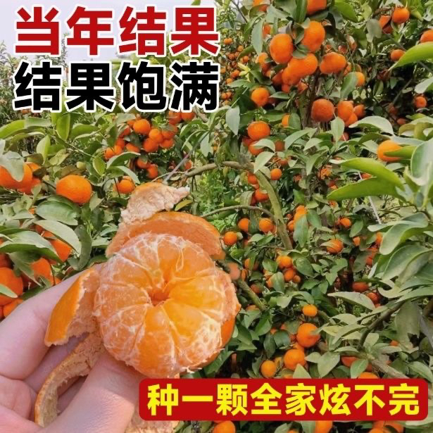 橘子树苗沙糖桔 蜜橘 东方红南方北方盆栽地栽种植