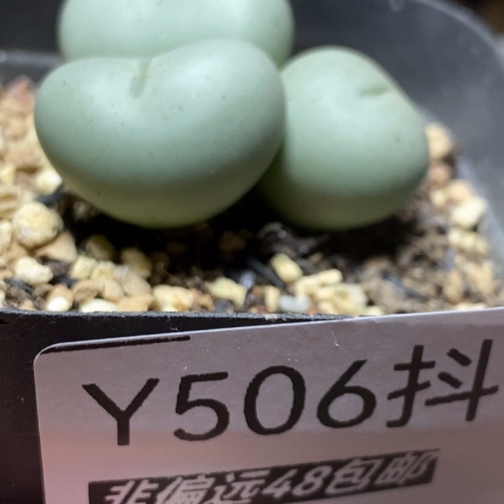 多肉一物一拍小拳拳3头506