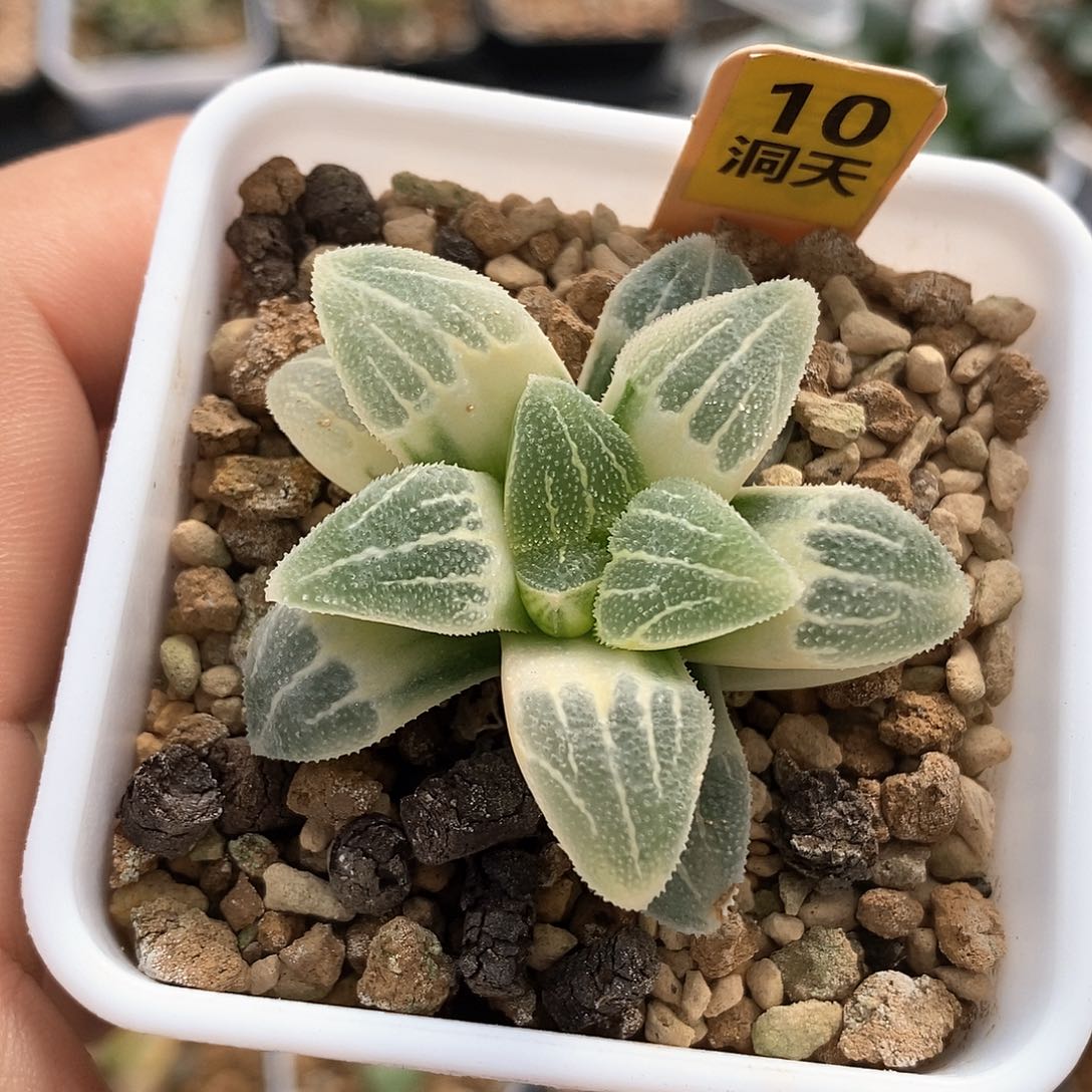 红陶10号白雪公主锦一物一拍