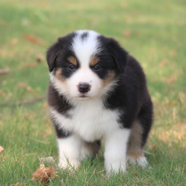 SD~玖世爱牧家的小边牧宝宝