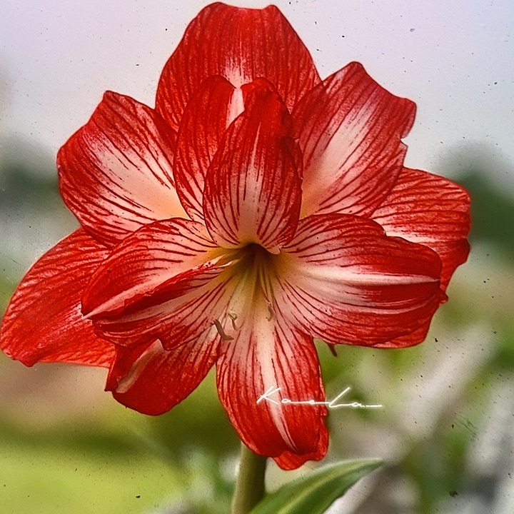 白肋幻想4厘米左右