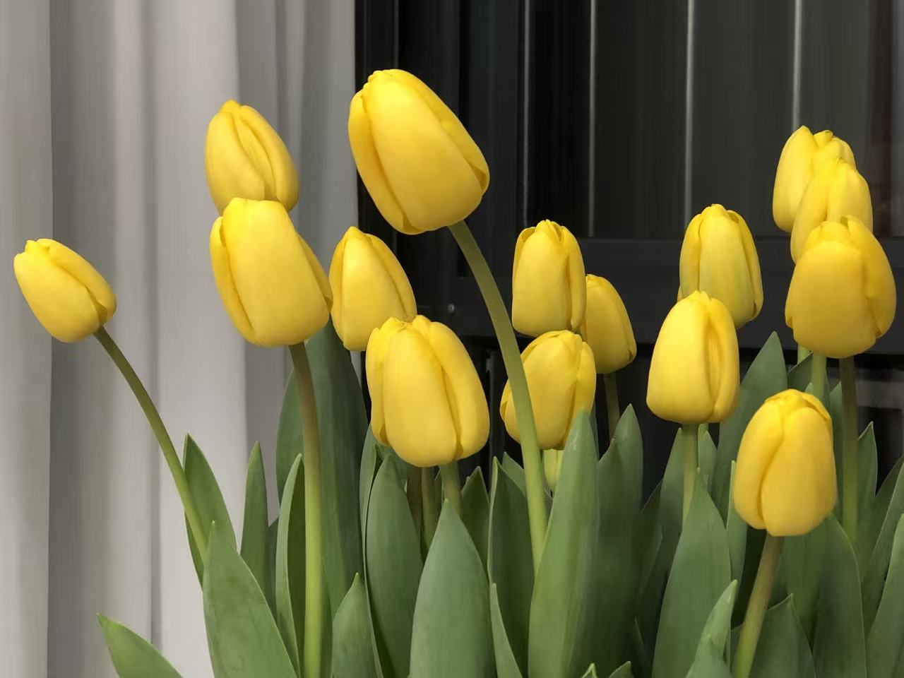 （挪威太阳）郁金香种球5度球水培土培耐寒适合室内外阳台花卉盆栽